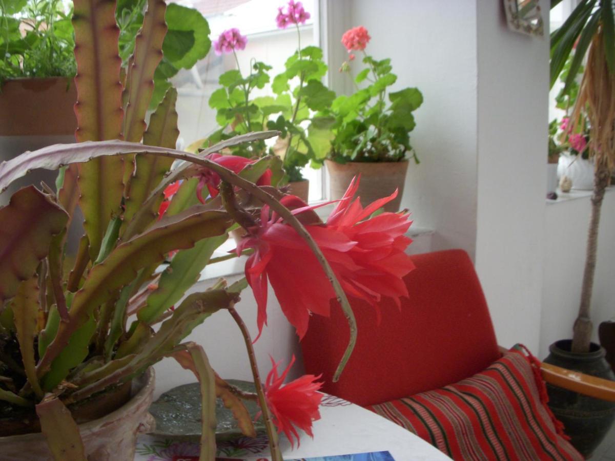Garden Szivarvany Utcai Vendeghaz Szeged Ngoại thất bức ảnh