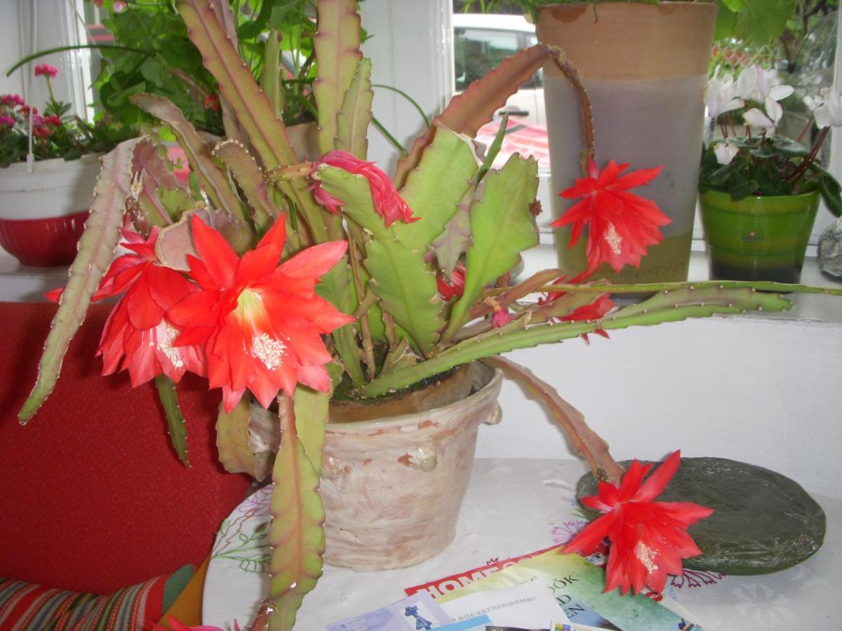 Garden Szivarvany Utcai Vendeghaz Szeged Ngoại thất bức ảnh