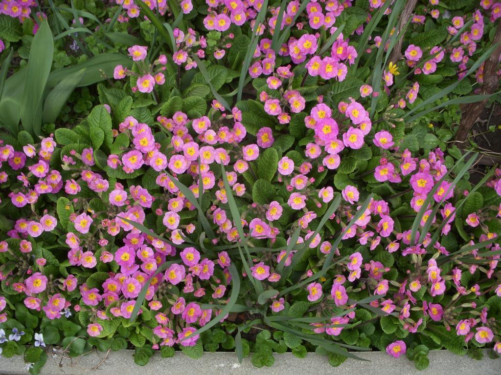 Garden Szivarvany Utcai Vendeghaz Szeged Phòng bức ảnh